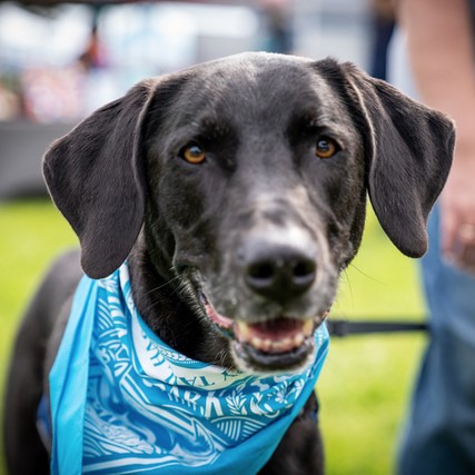 dog from pet walk with core bandana
